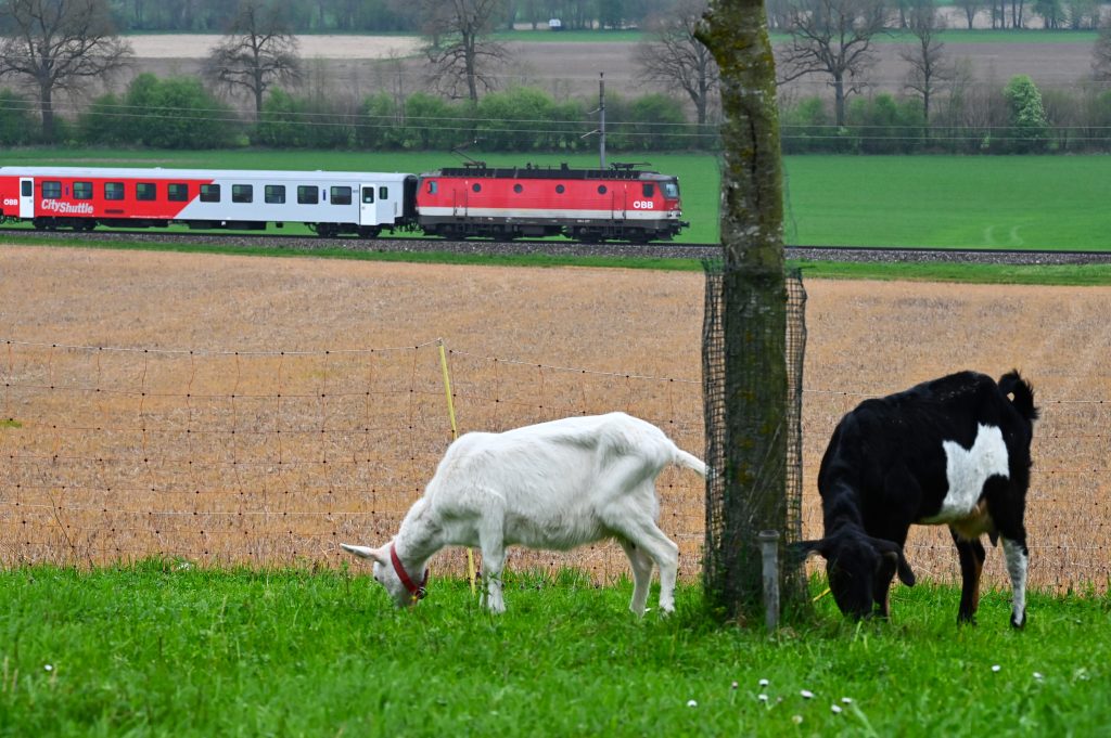 Ziegen in Rohr