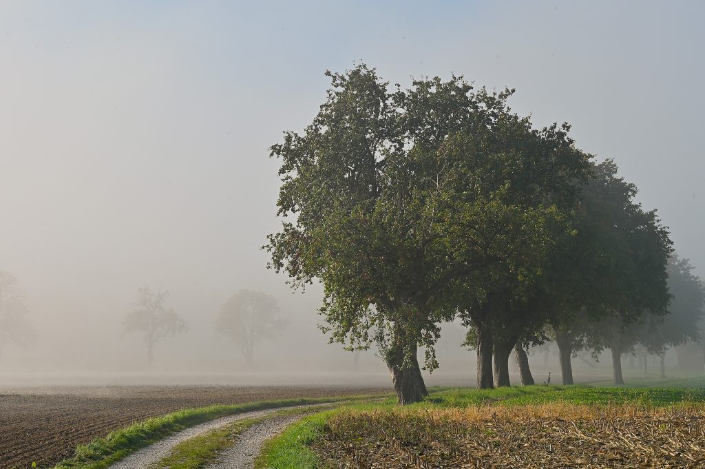 Herbst